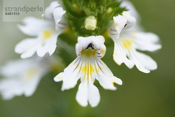 Alpen-Augentrost  Euphrasia alpina  Oberpfalz  Bayern  Deutschland  Europa