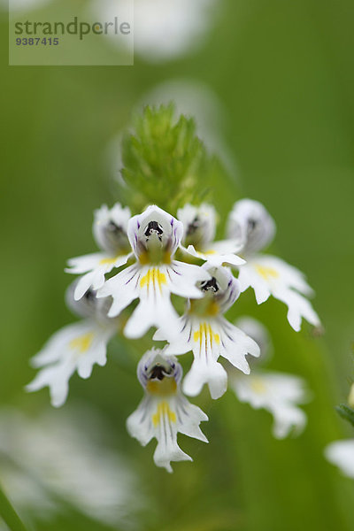 Alpen-Augentrost  Euphrasia alpina  Oberpfalz  Bayern  Deutschland  Europa