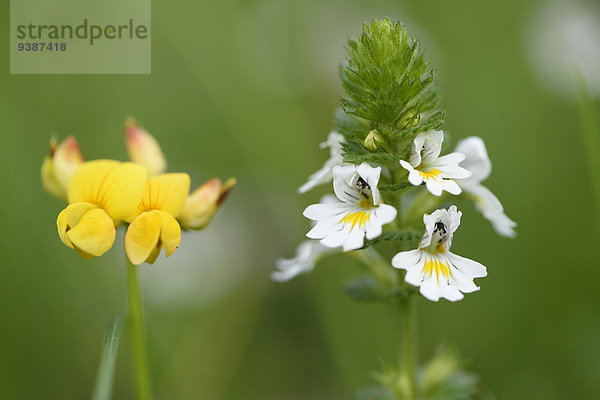 Alpen-Augentrost  Euphrasia alpina  und Gewöhnlicher Hornklee  Lotus corniculatus  Oberpfalz  Bayern  Deutschland  Europa