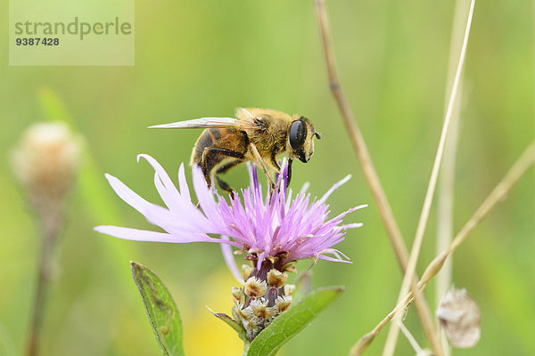 Schwebfliege auf einer Blüte  Oberpfalz  Bayern  Deutschland  Europa