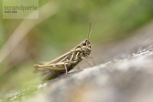 Brauner Grashüpfer  Chorthippus Brunnens  Oberpfalz  Bayern  Deutschland  Europa