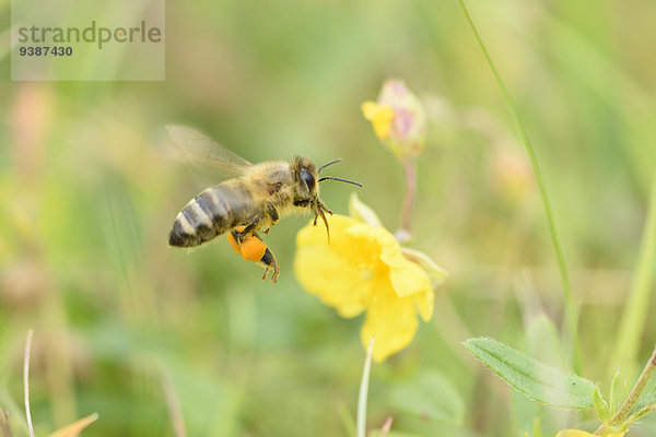 Honigbiene  Apis mellifera  auf einer gelben Blüte  Oberpfalz  Bayern  Deutschland  Europa