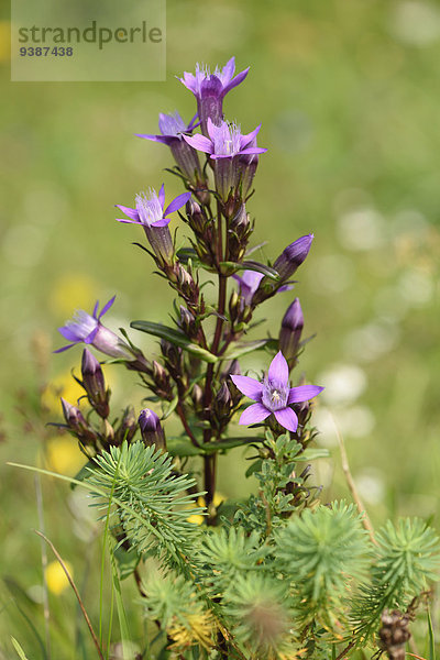 Deutscher Fransenenzian  Gentianella germanica  Oberpfalz  Bayern  Deutschland  Europa