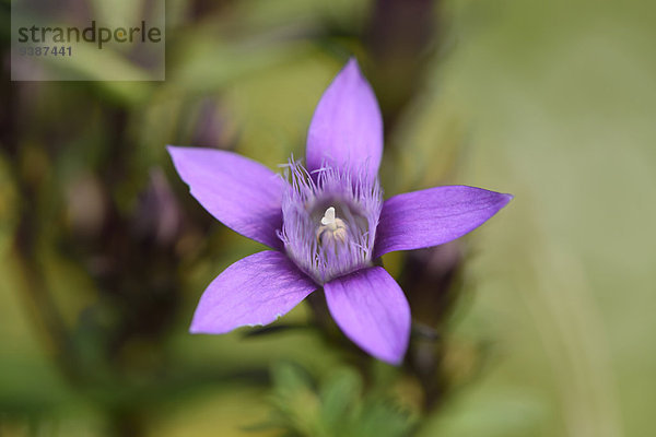 Deutscher Fransenenzian  Gentianella germanica  Oberpfalz  Bayern  Deutschland  Europa