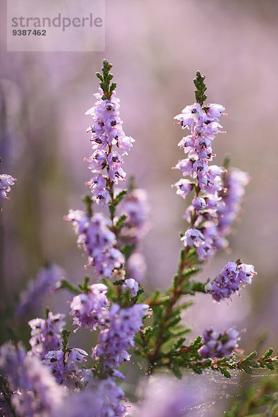 Heidekraut  Erica herbacea  Oberpfalz  Bayern  Deutschland  Europa