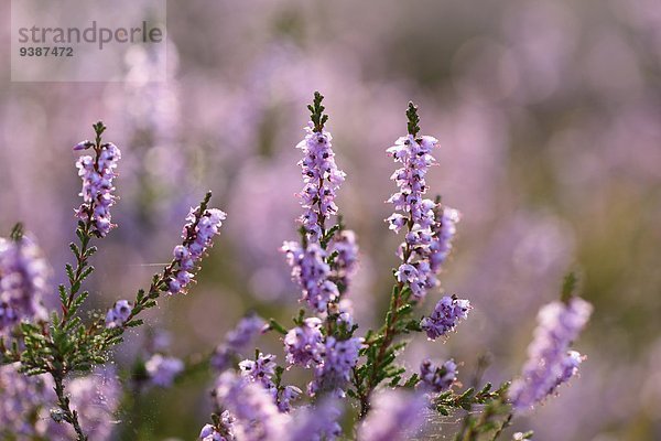 Heidekraut  Erica herbacea  Oberpfalz  Bayern  Deutschland  Europa