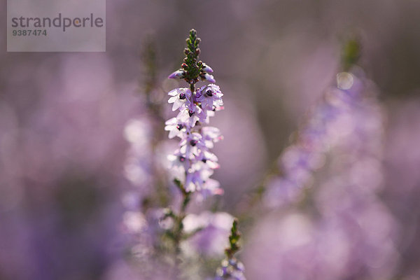 Heidekraut  Erica herbacea  Oberpfalz  Bayern  Deutschland  Europa