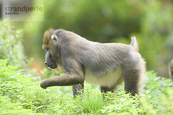 Mandrill  Mandrills sphinx  Zoo  Augsburg  Bayern  Deutschland  Europa