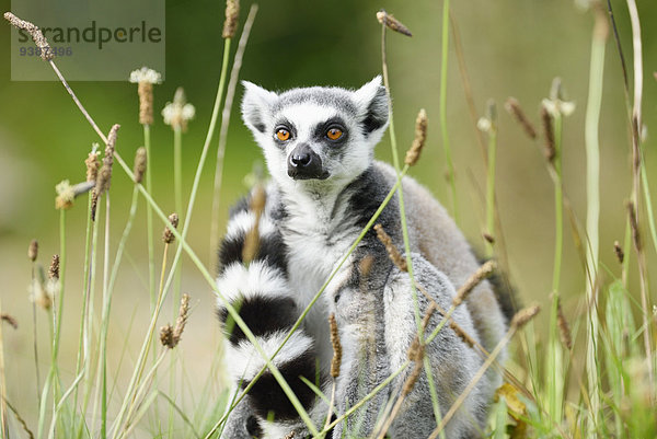 Katta  Lemur catta  Zoo  Augsburg  Bayern  Deutschland  Europa