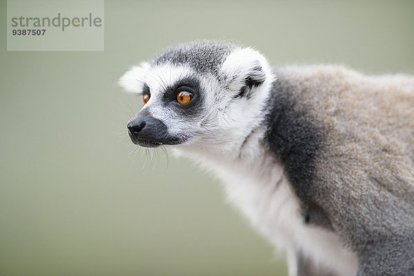 Katta  Lemur catta  Zoo  Augsburg  Bayern  Deutschland  Europa