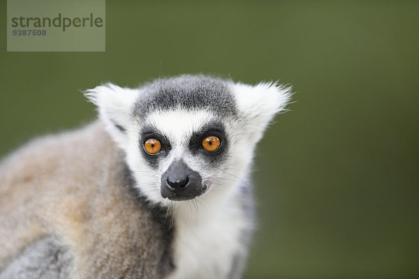 Katta  Lemur catta  Zoo  Augsburg  Bayern  Deutschland  Europa