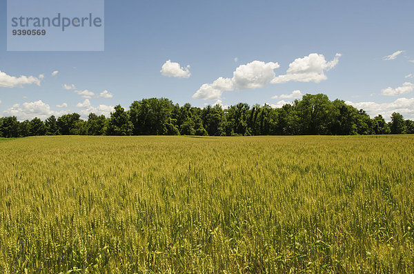 Wiese Ansicht