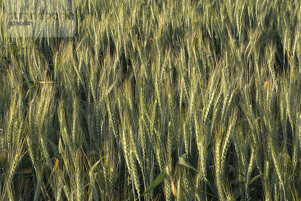Feld Weizen
