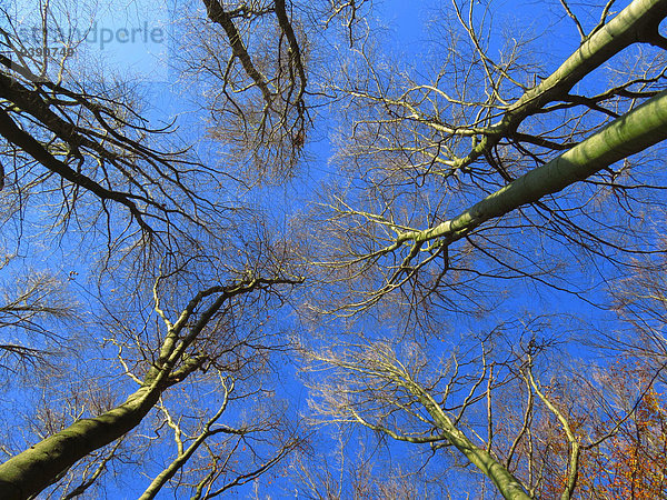 Winter Baum Himmel Pflanze blau Flachwinkelansicht