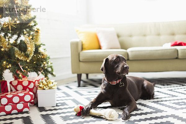 liegend liegen liegt liegendes liegender liegende daliegen Weihnachtsbaum Tannenbaum Schokolade Teppichboden Teppich Teppiche Labrador