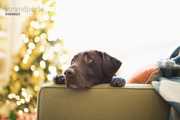 Portrait Couch Weihnachten Schokolade Labrador