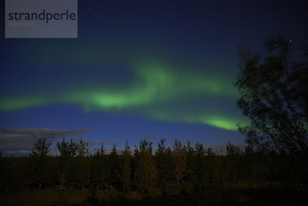 Europa Nacht Reise Wald Urlaub Holz Polarlicht Island Aurora borealis
