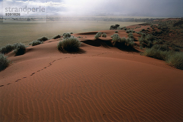 Wüste Nebel Düne Namibia Namib Afrika