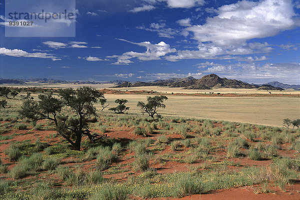 Botanik Wüste Düne Namibia Namib Afrika
