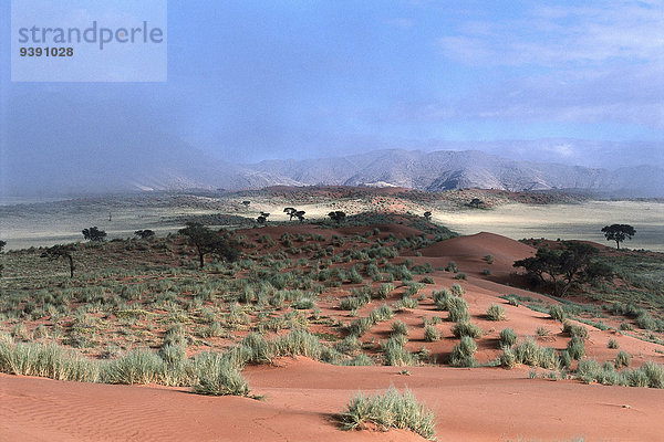 Botanik Wüste Nebel Sand Düne Namibia Namib Afrika Sossusvlei