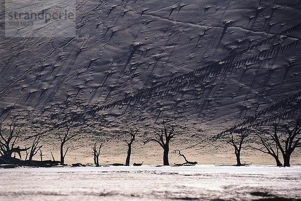 Baum Gebäude Wüste Sand Düne Namibia Gegenlicht Namib Afrika Sossusvlei