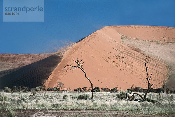 Botanik Baum Wind Wüste Strauch Sand Düne Namibia Afrika Sossusvlei