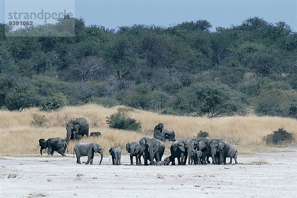 Afrikanischer Elefant Loxodonta africana Afrikanische klar Tier Wald Holz Sand Elefant jung Namibia Afrika alt