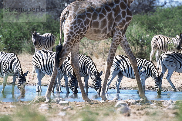 Wasser Giraffe Giraffa camelopardalis Steppenzebra Equus quagga Tier Namibia Zebra Afrika Equus quagga Steppenzebra