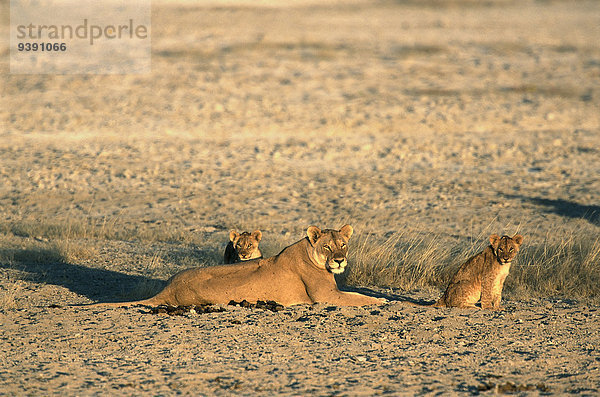 Löwe Panthera leo Sonnenuntergang Tier jung Namibia Afrika alt Steppe