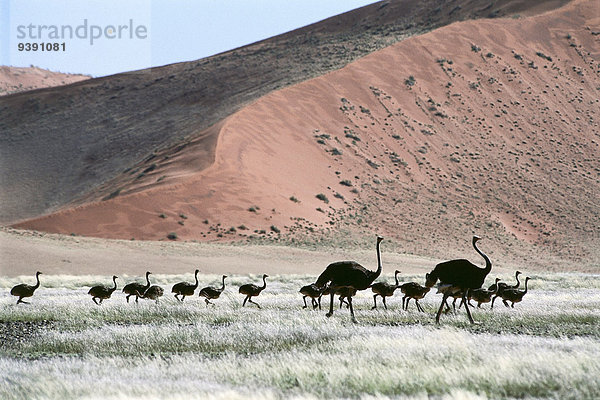 Landschaftlich schön landschaftlich reizvoll Landschaft Wüste Sand Vogel Düne jung Namibia Namib Afrika alt Sossusvlei Afrikanischer Strauß Struthio camelus