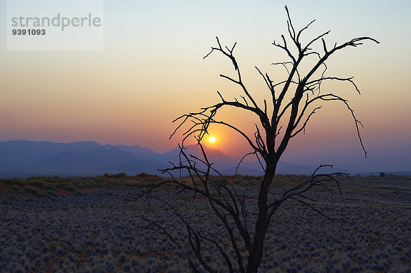 Sonnenuntergang Düne Namibia Afrika Blaue Stunde