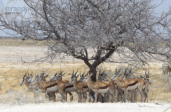 Baum Tier Namibia Gras Etoscha Wildpark Etosha Afrika Steppe