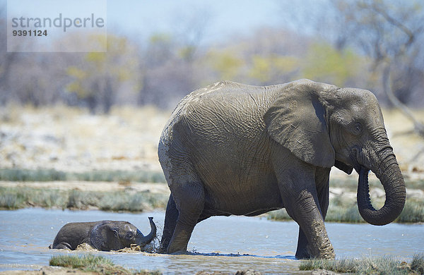 Afrikanischer Elefant Loxodonta africana Afrikanische klar Tier Elefant jung Namibia Etoscha Wildpark Etosha Afrika alt Steppe