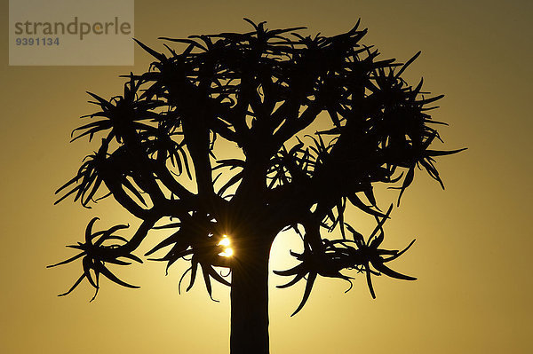 Köcherbaum Aloe Dichotoma Sonnenuntergang Baum Namibia Gegenlicht Afrika