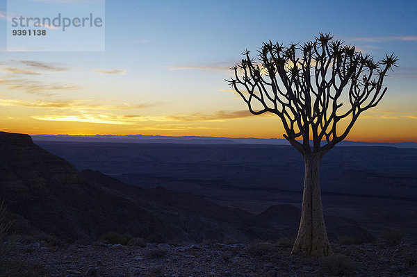 Köcherbaum Aloe Dichotoma Baum Steilküste Sonnenaufgang Namibia Afrika Blaue Stunde