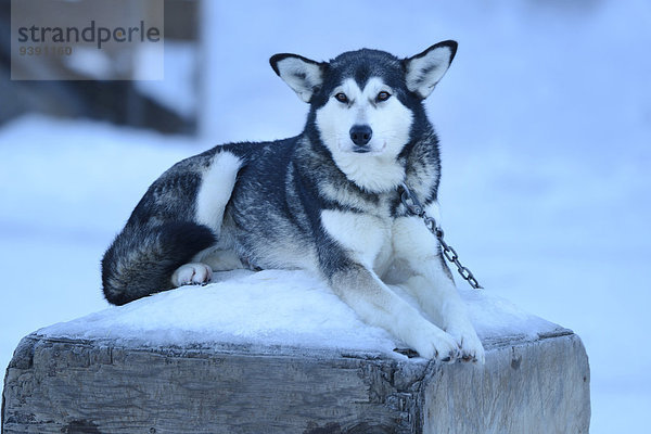 Vereinigte Staaten von Amerika USA Wintersport Winter Sport Amerika Hund Hundeschlitten Alaska Fairbanks Schnee