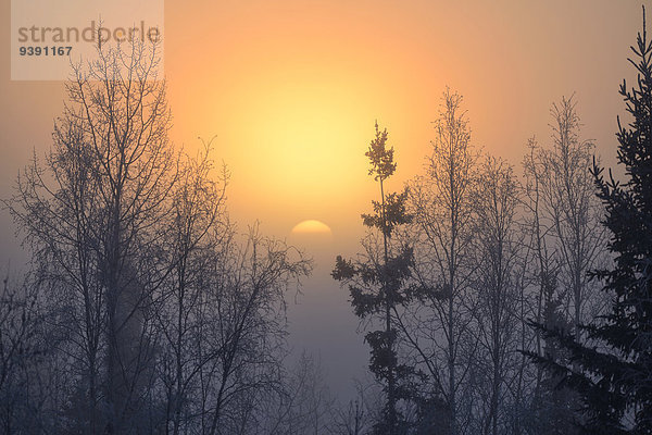 Vereinigte Staaten von Amerika USA Winter Amerika Idee Baum Sonnenaufgang Natur Nebel Alaska Fairbanks Sonne