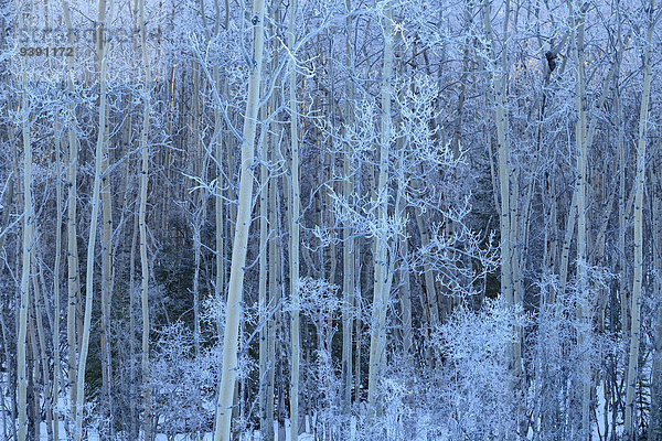 Vereinigte Staaten von Amerika USA Winter Amerika Baum Wald Alaska Fairbanks