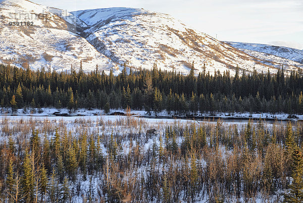 Vereinigte Staaten von Amerika USA Winter Amerika Tier Elch Alces alces Alaska Schnee Wildtier