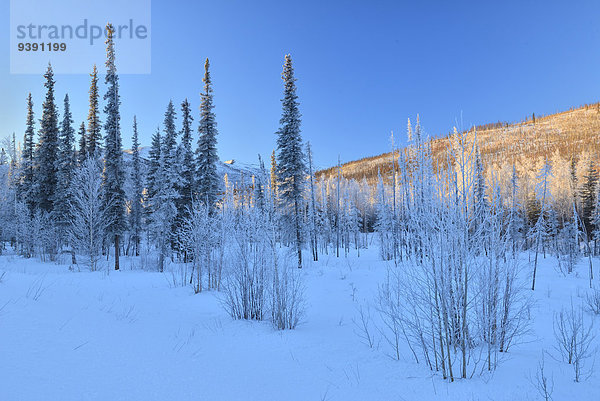 Vereinigte Staaten von Amerika USA Winter Amerika Baum Landschaft niemand Chena River Alaska Schnee