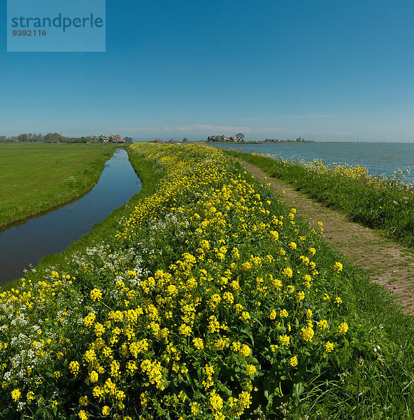 Europa Blume Großstadt See Dorf Niederlande Blockhaus Noord-Holland Holzhäuser