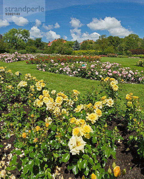 Europa Blume Sommer Landschaft Niederlande Scheveningen Zuid-Holland