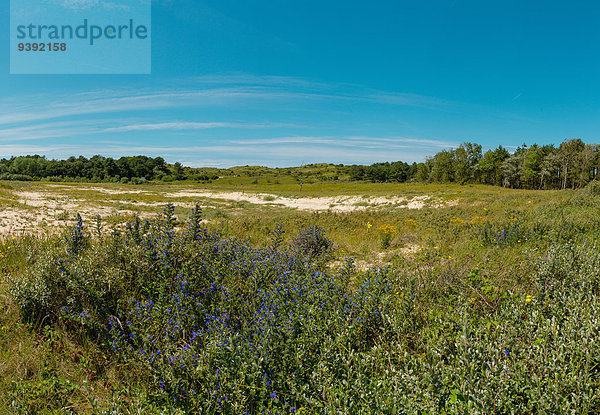 Europa Blume Sommer Landschaft Niederlande Düne Noord-Holland