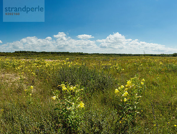 Europa Blume Sommer Landschaft Niederlande Düne Noord-Holland