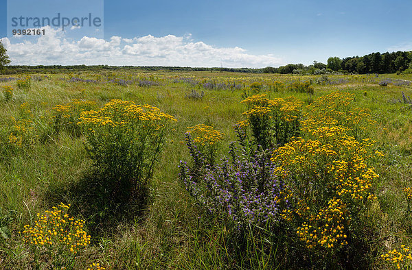 Europa Blume Sommer Landschaft Niederlande Düne Noord-Holland