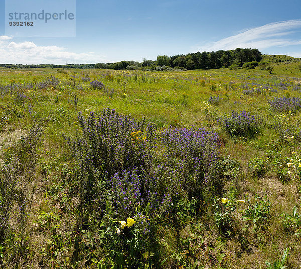 Europa Blume Sommer Landschaft Niederlande Düne Noord-Holland