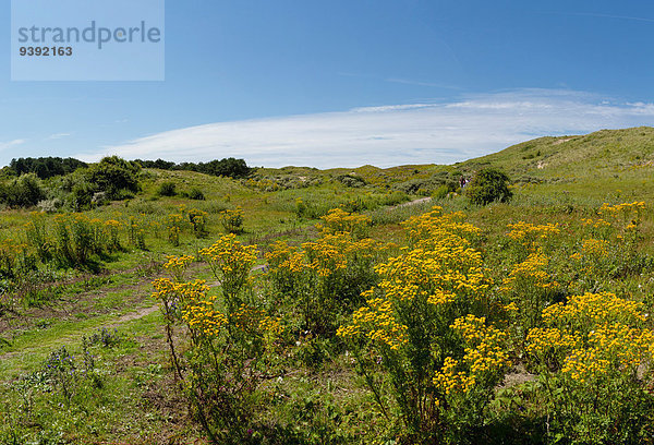 Europa Blume Sommer Landschaft Niederlande Düne Noord-Holland