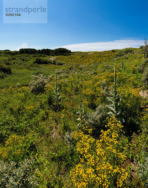 Europa Blume Sommer Landschaft Niederlande Düne Noord-Holland