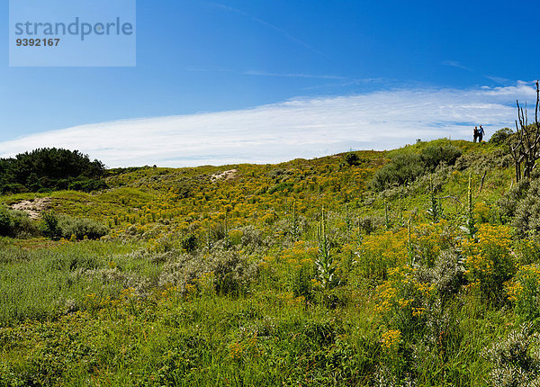 Europa Blume Sommer Landschaft Niederlande Düne Noord-Holland