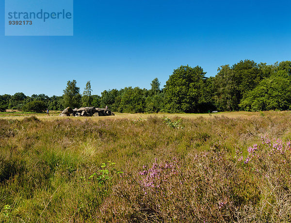 Europa Blume Sommer Landschaft Feld Wiese Niederlande Hünengrab Drenthe Grabmal